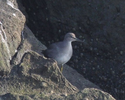 Wandering tattler, Half Moon Bay