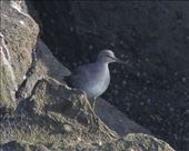 Wandering tattler, Half Moon Bay: by vagabonds3, Views[315]