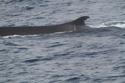 Fin whale