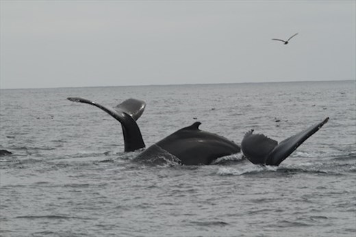 Humpback whales