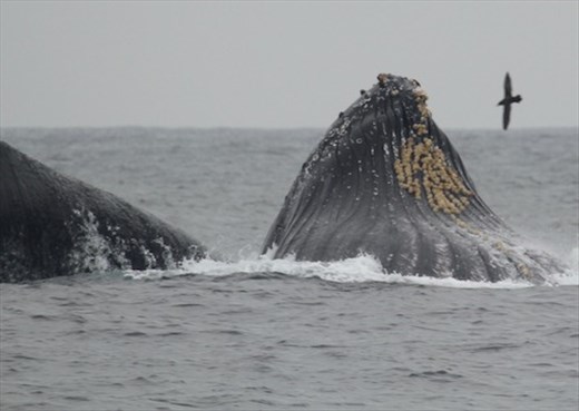 Humpbacks 