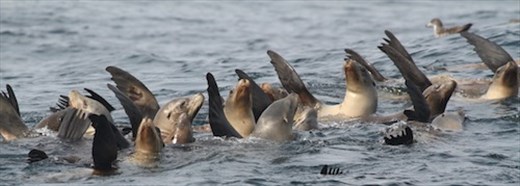 California sea lions