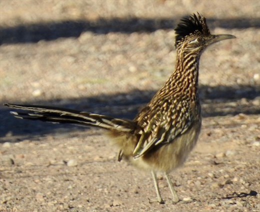 Beep-beep, Roadrunner