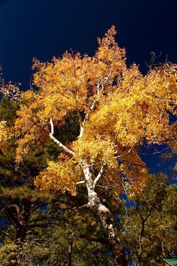 Aspen, North Rim of the Grand Canyon