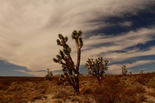 Joshua Trees, Mohave Desert National Preserve