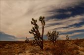 Joshua Trees, Mohave Desert National Preserve: by vagabonds3, Views[788]