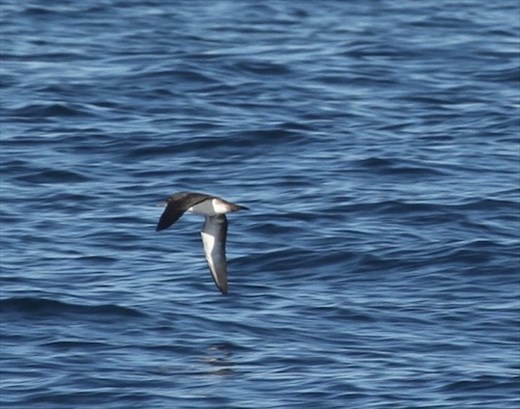Black-vented shearwater, Channel Islands