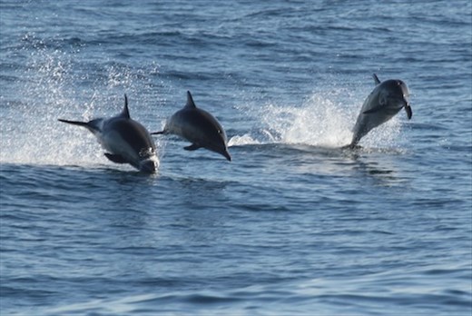 Bottle-nosed dolphins, Channel Islands