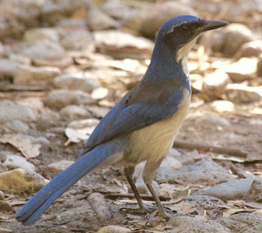 Island Scrub Jay, Santa Cruz, Channel Islands