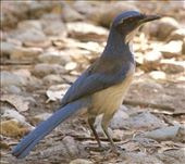 Island Scrub Jay, Santa Cruz, Channel Islands: by vagabonds3, Views[400]