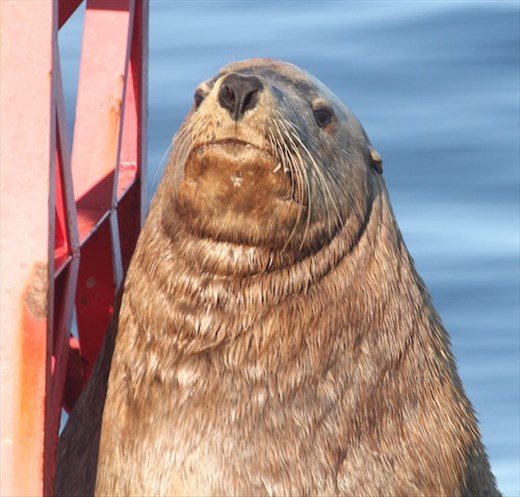 Female Stellars Sea Lion, Channel Islands