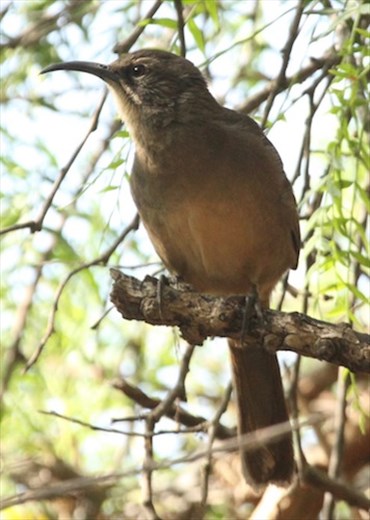 California Thrasher, Refugio State Park