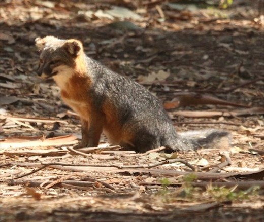 Channel Island fox