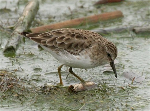 Least Sandpiper, Ocean Beach County Park