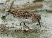 Least Sandpiper, Ocean Beach County Park: by vagabonds3, Views[379]