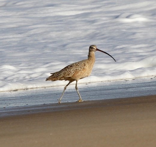 Long-billed curlew, Rancho Guadalupe Dunes 