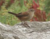 Marsh wren, Ocean Beach County Park: by vagabonds3, Views[465]