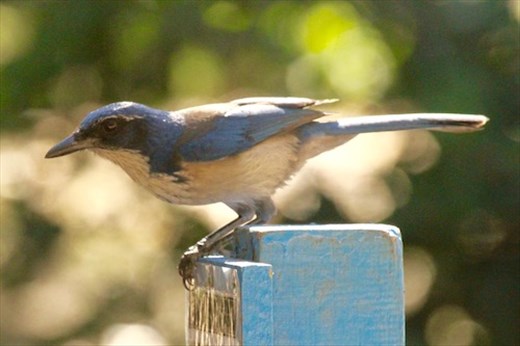 Island Scrub Jay, Santa Cruz, Channel Islands