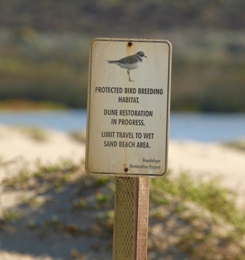 Snowy plover breeding area, Rancho Guadalupe Dunes 