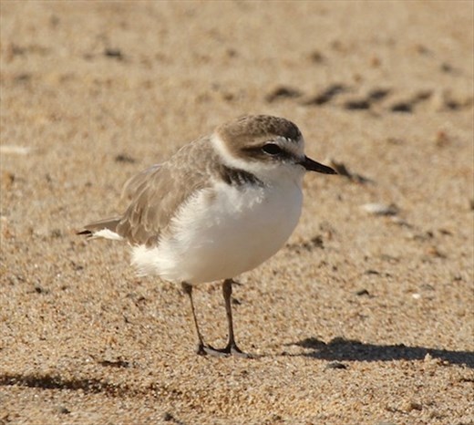 Snowy plover, Rancho Guadalupe Dunes 