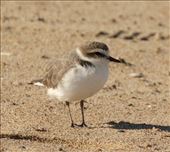 Snowy plover, Rancho Guadalupe Dunes : by vagabonds3, Views[357]