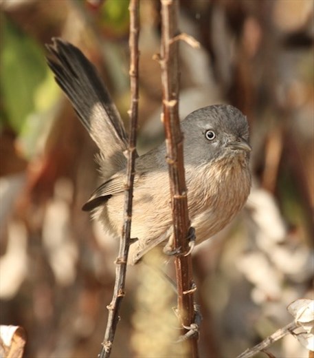 Wrentit, Refugio State Park