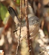 Wrentit, Refugio State Park: by vagabonds3, Views[483]