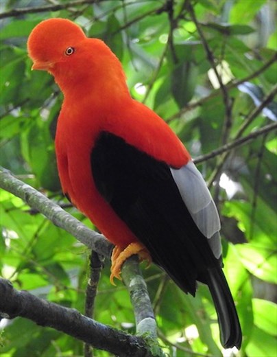 Andean Cock of the Rock