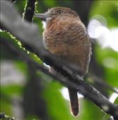 Barred Puffbird: by vagabonds3, Views[463]
