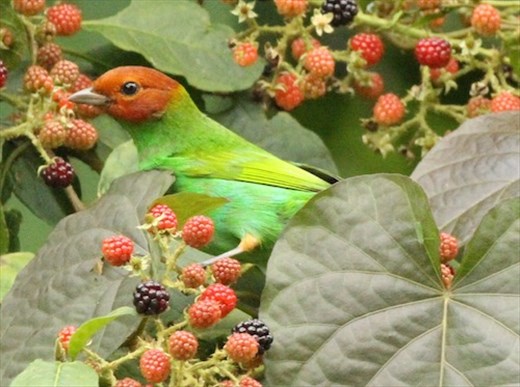 Bay-headed Tanager