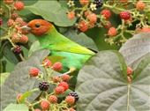 Bay-headed Tanager: by vagabonds3, Views[444]