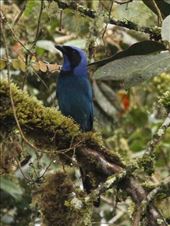 Black-collared jay: by vagabonds3, Views[586]