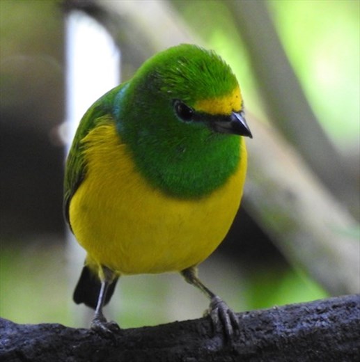 Blue-naped Chlorophonia
