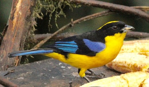 Blue-winged mountain tanager
