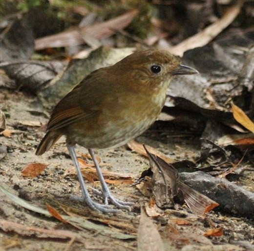 Brown-banded Antpitta