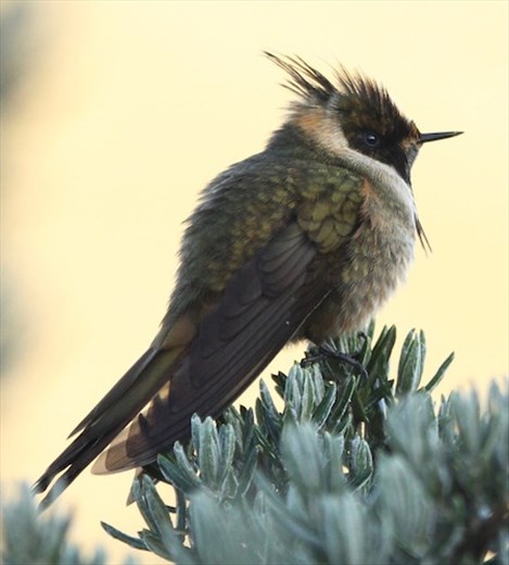 Buffy helmetcrest, Los Nevados National Park