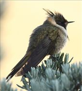 Buffy helmetcrest, Los Nevados National Park: by vagabonds3, Views[1155]