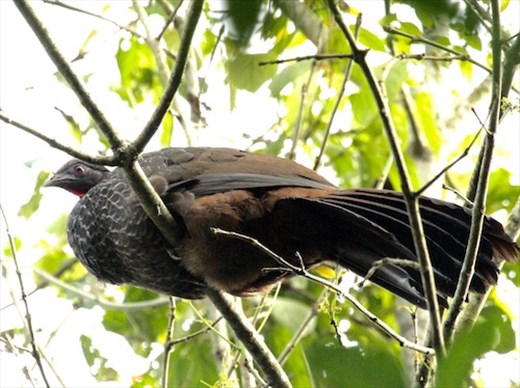 Cauca Guan