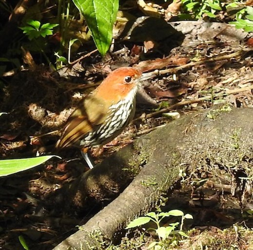 Chestnut-crowned Antpitta