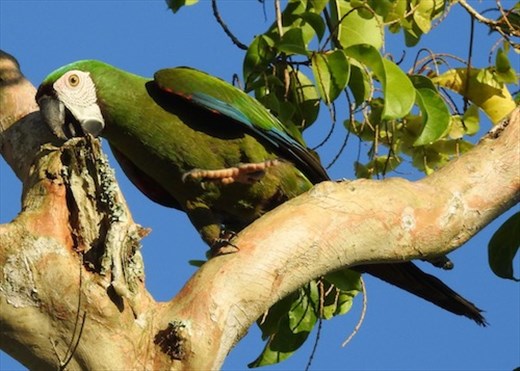 Chestnut-fronted Macaw