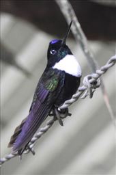 Collared Inca: by vagabonds3, Views[392]