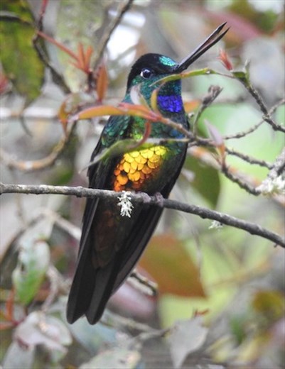 Golden-bellied Starfrontlet