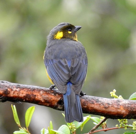 Lacrimose Mountain tanager