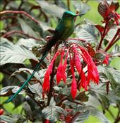 Long-tailed Slyph: by vagabonds3, Views[374]