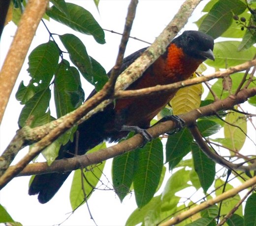 Red-ruffed Fruit Crow