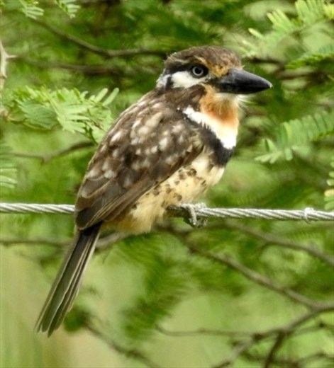 Russet-throated Puffbird
