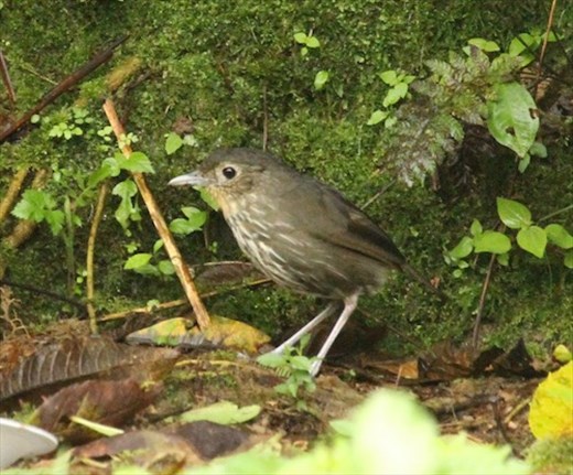 Santa Marta Antpitta