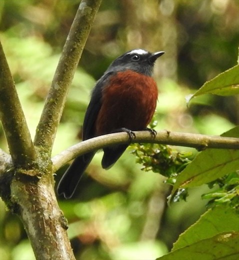 Slaty-backed Chat-tyrant