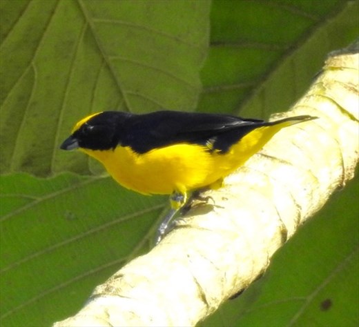 Thick-billed Euphonia
