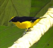 Thick-billed Euphonia: by vagabonds3, Views[483]